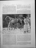 Antique Old Print King Charles Stallion Epsom Billiards Dawson Roberts 1893