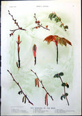 Antique Old Print Bursting Buds Elm Sycamore Hazel Anselm William Rufus 1910