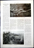 Antique Print Bird Feeding Young Child Highland Cow Puppies On Stairs 1910 20th