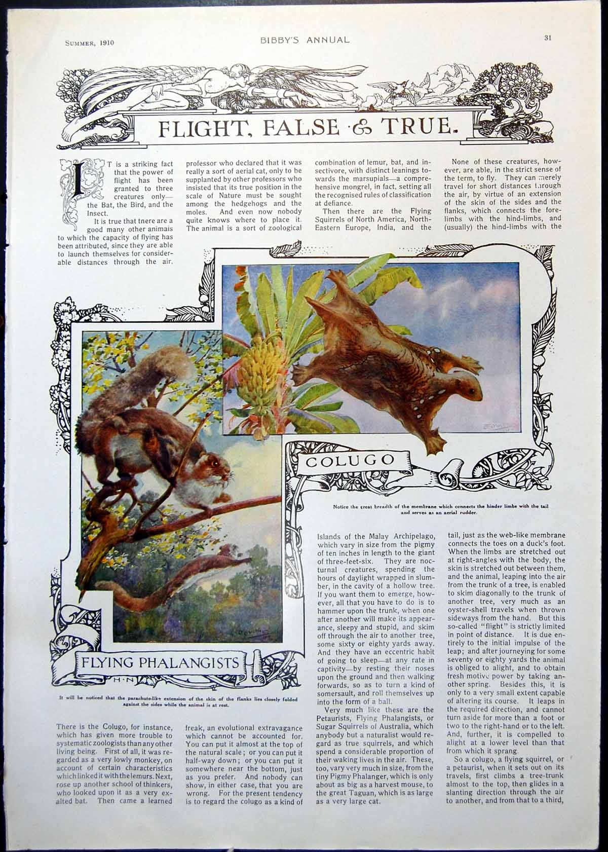 Old Print Colugo Flying Phalangists Dragon Fish Flight False & True 1910 20th