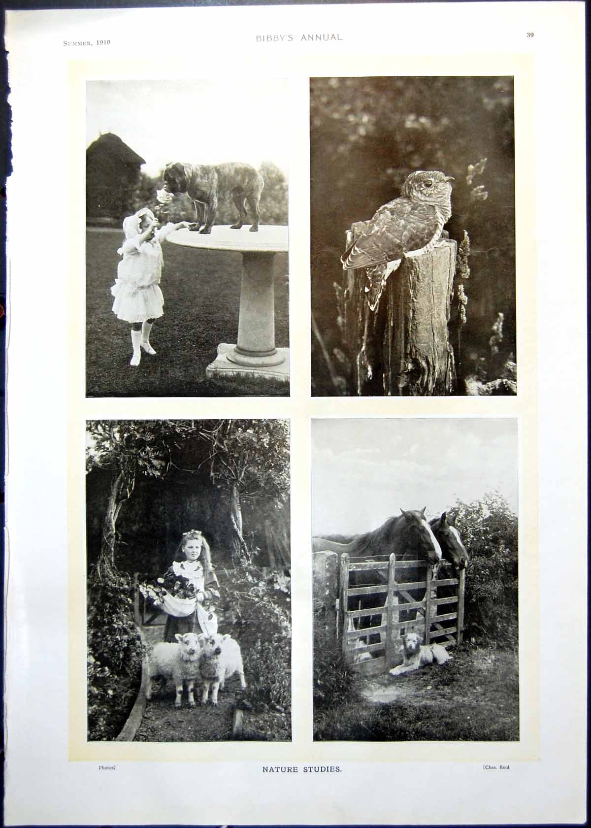 Antique Print Nature Studies Dog Bird Lambs Horses Light World Wh Hunt 1910