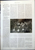 Old Antique Print Chicks Hatched Eggshells Thomas Eddleston Portrait 1910 20th