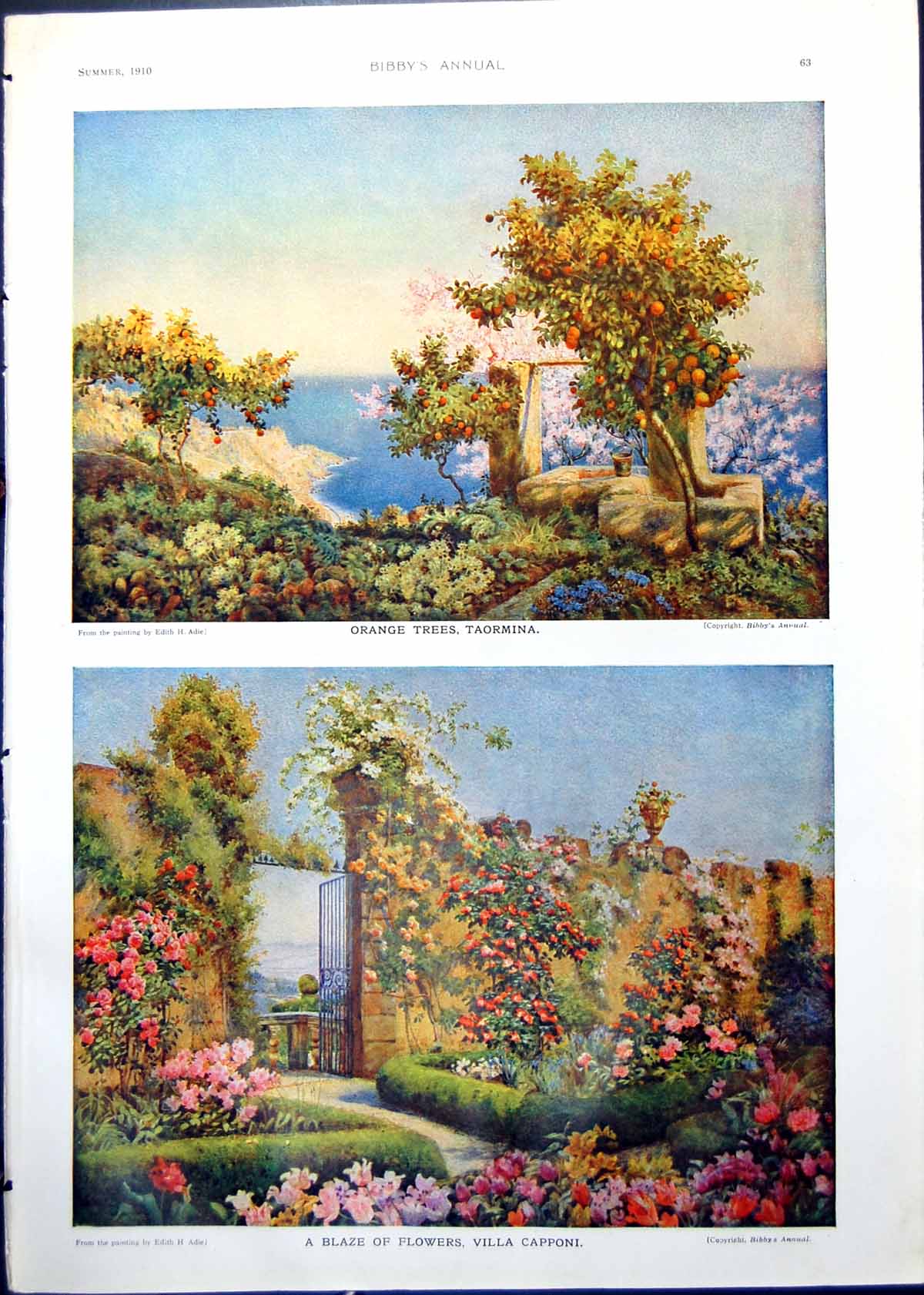 Antique Old Print Orange Trees Taormina Flowers Villa Caponni Bird Photo 1910