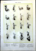 Original Old Antique Print Evolution Caterpillar To Butterfly Mandrills 1911