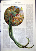 Original Old Antique Print Long-Tailed Trogons Twelve-Wired Birds Paradise 1911