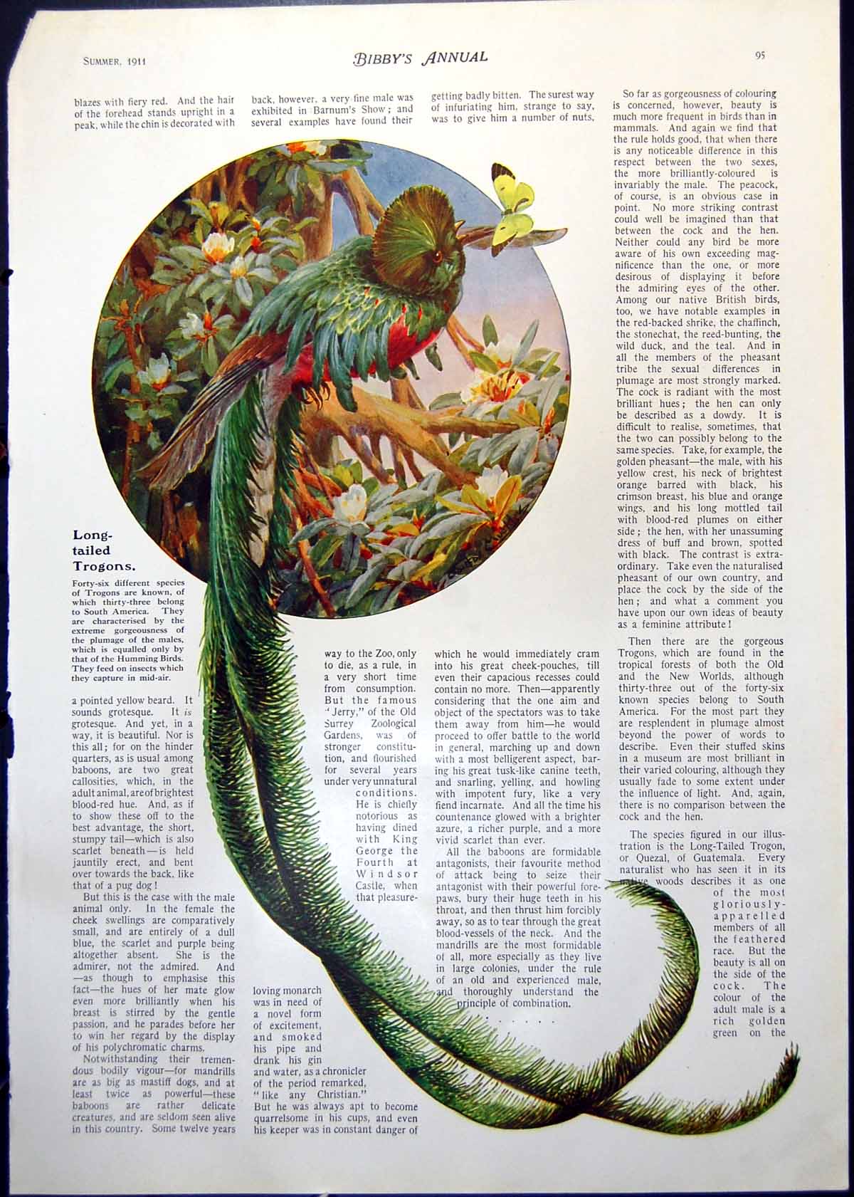 Original Old Antique Print Long-Tailed Trogons Twelve-Wired Birds Paradise 1911