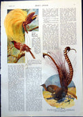 Original Old Antique Print Great Birds Paradise Gardener Bower Lyre 1911 20th
