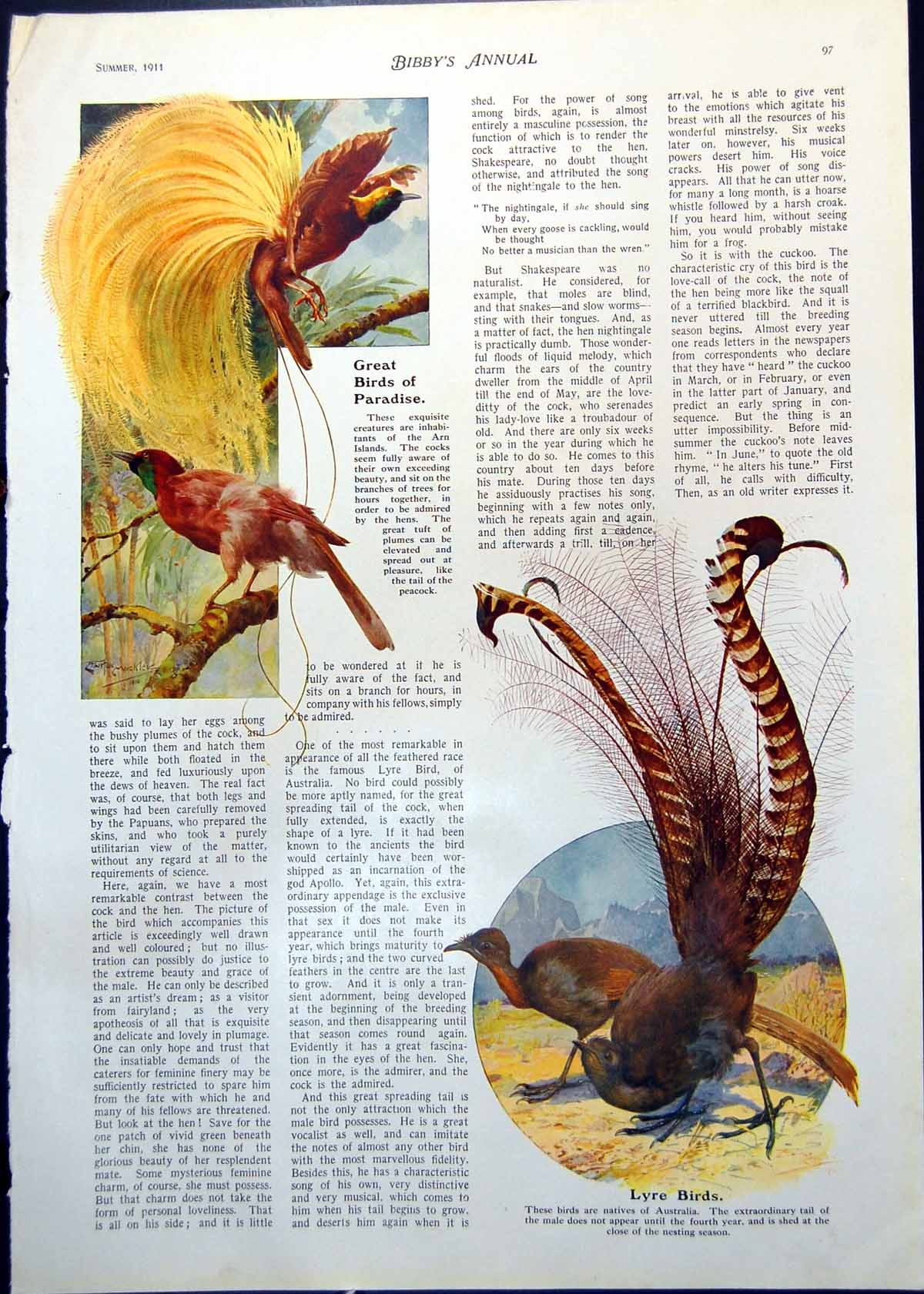 Original Old Antique Print Great Birds Paradise Gardener Bower Lyre 1911 20th