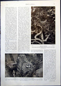 Old Nest Magpie Long-Tailed Tits Shy Lover Lass Lad Field Israels 1912 20th