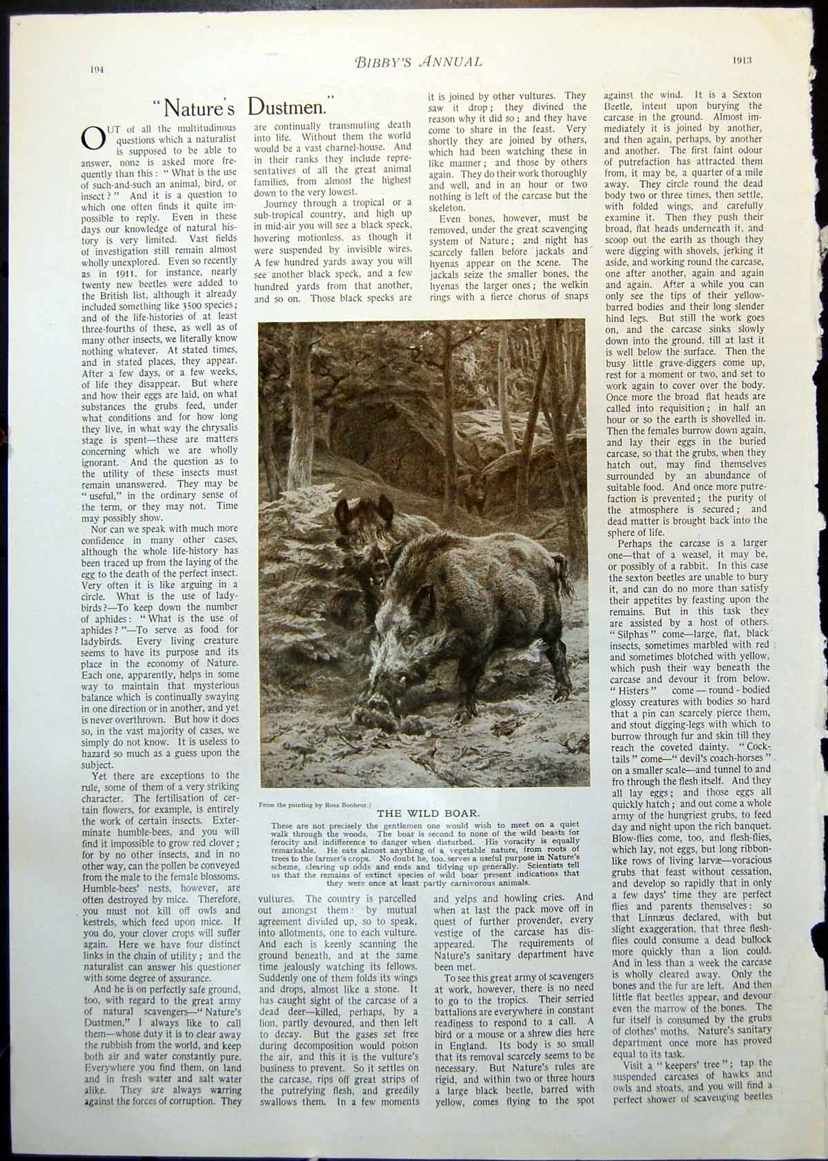 Antique Old Print Wild Boar From Painting Rosa Bonheur Rummaging Forest 1913