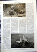 Original Old Antique Print Wasps Fruit Herring Gulls Rooks Jackdaws 1913 20th