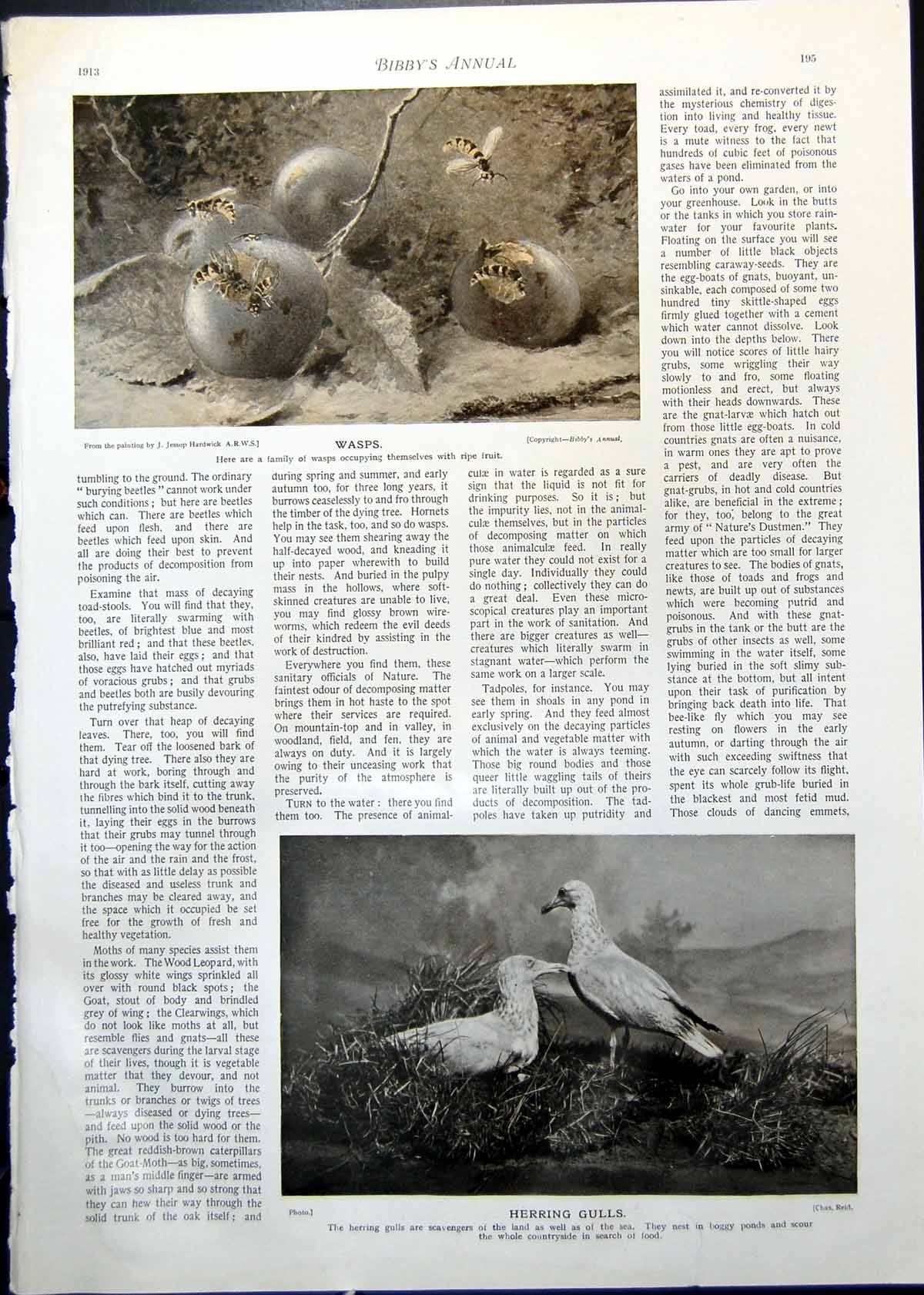 Original Old Antique Print Wasps Fruit Herring Gulls Rooks Jackdaws 1913 20th