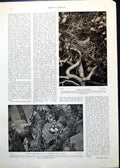 Old Print Nest Magpie Long-Tailed Tits Shy Lover J Israels Lad Lass 1912 20th