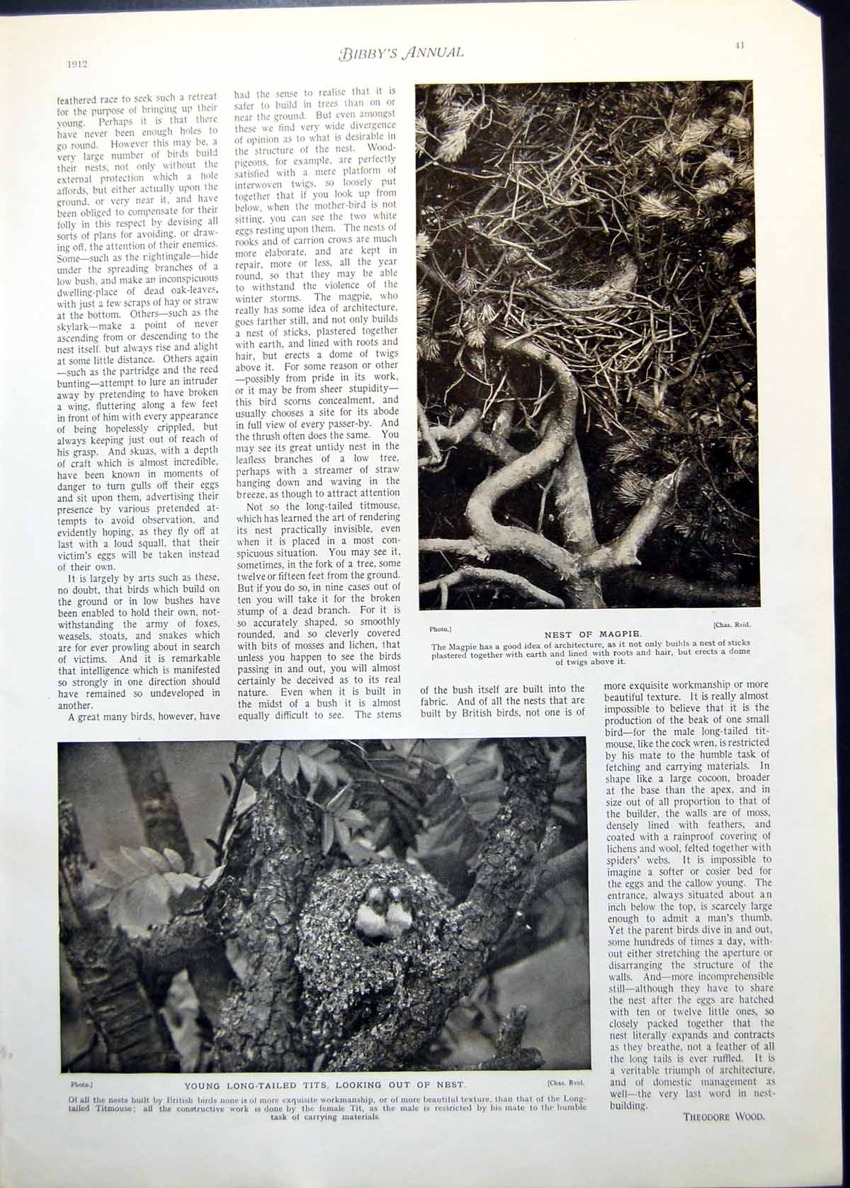Old Print Nest Magpie Long-Tailed Tits Shy Lover J Israels Lad Lass 1912 20th
