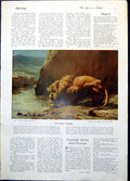 Old King Drinks Lion Watering Hole B Riviere Relating Grievances 1922 20th
