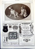 Old Antique Print Dogs Looking For Master Troublesome Times Basket 1914 20th