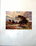 Antique Old Print Ash Tree Claude Muncaster Alice B Fleetwood-Walker 1947 0 20th