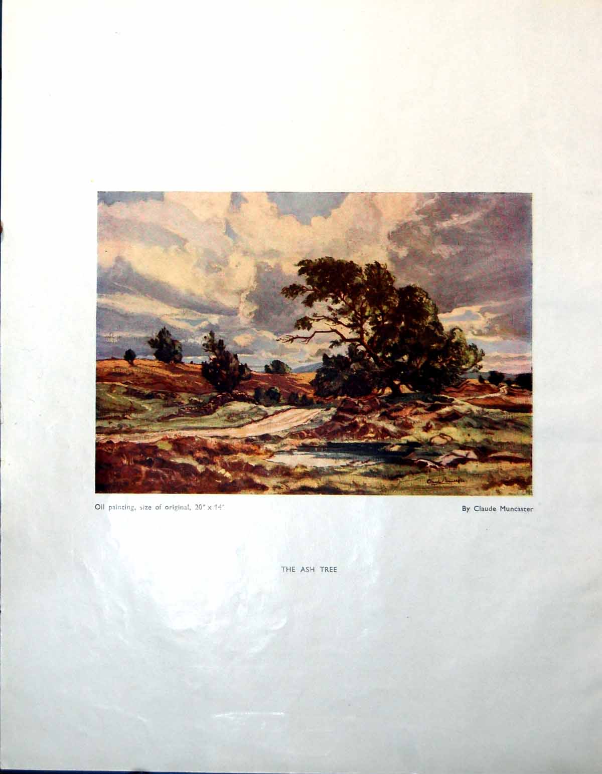 Antique Old Print Ash Tree Claude Muncaster Alice B Fleetwood-Walker 1947 0 20th