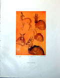 Old Vintage Print Studies At Zoo Fg Mories Banchory Vain Dog Study 1947 20th