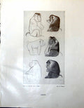 Original Old Vintage Print Baboons Studies Fg Mories Siamese Cats 1947 20th