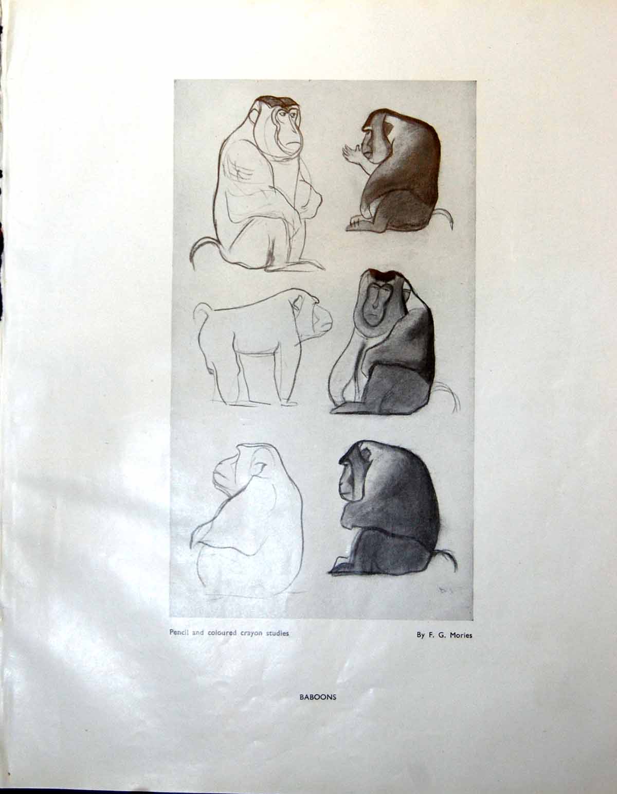 Original Old Vintage Print Baboons Studies Fg Mories Siamese Cats 1947 20th