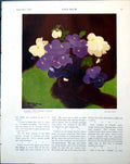 Old Purple White Violas Stuart Park Girl Sleeping Alfred Palmer 1918 20th