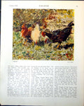 Old Peace H Fidler Hens Gen Jean Meiser Belgian Army Paul Kerchove 1918 20th