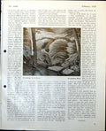Antique Print In The Forest Ethelbert White Kirkstall Abbey T Girtin 1949 20th