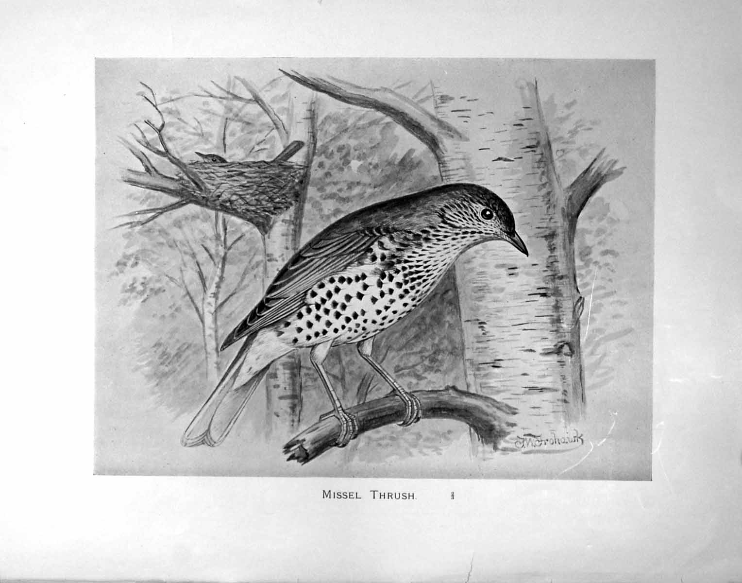 Original Old Antique Print Missel Thrush Illustrated F. W. Frohawk C1896-98