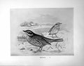 Original Old Antique Print Redwing Illustrated F. W. Frohawk C1896-98 Victorian