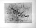 Original Old Antique Print White'S Thrush Illustrated F. W. Frohawk C1896-98