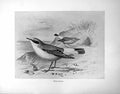 Original Old Antique Print Wheatear Illustrated F. W. Frohawk C1896-98 19th