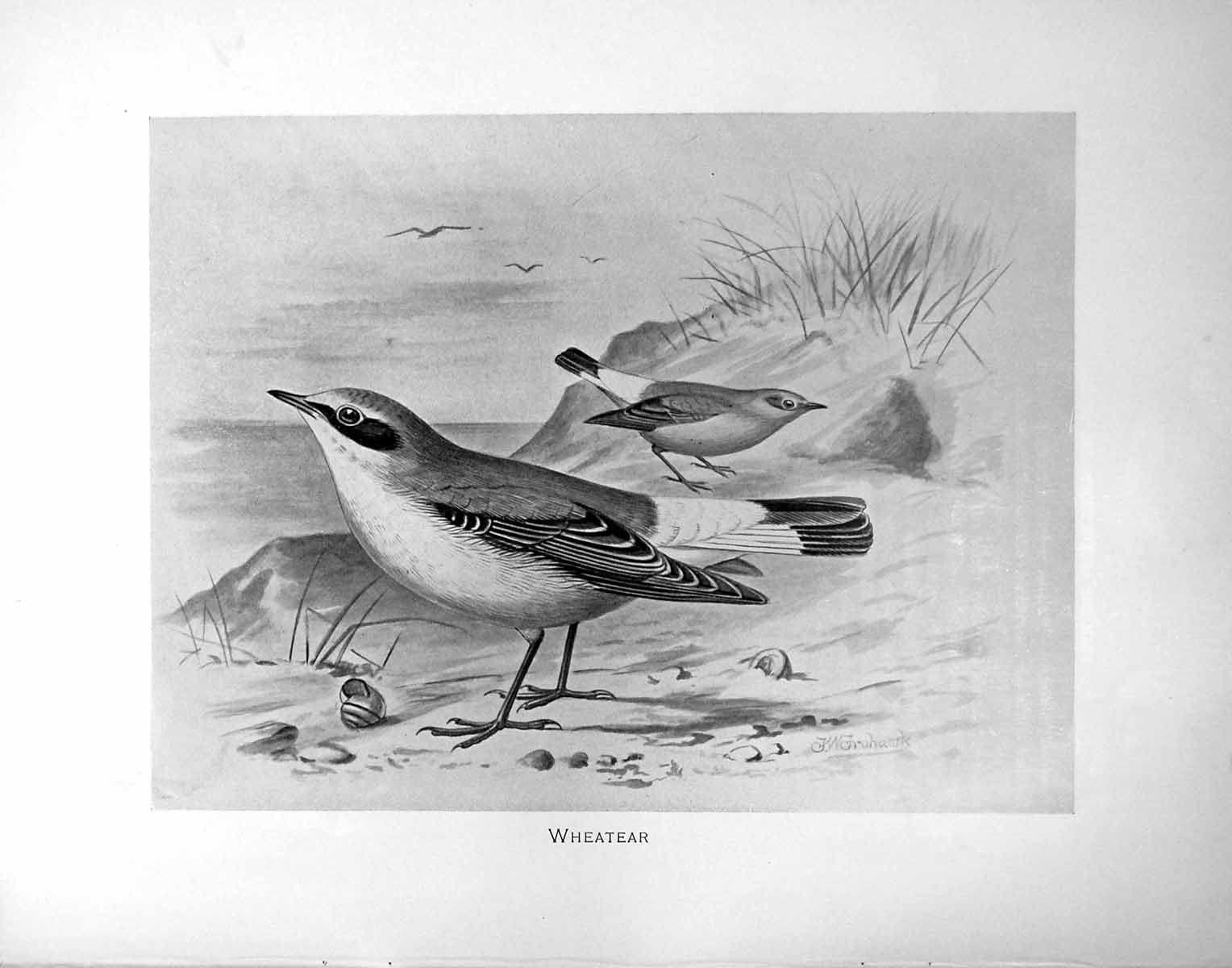Original Old Antique Print Wheatear Illustrated F. W. Frohawk C1896-98 19th