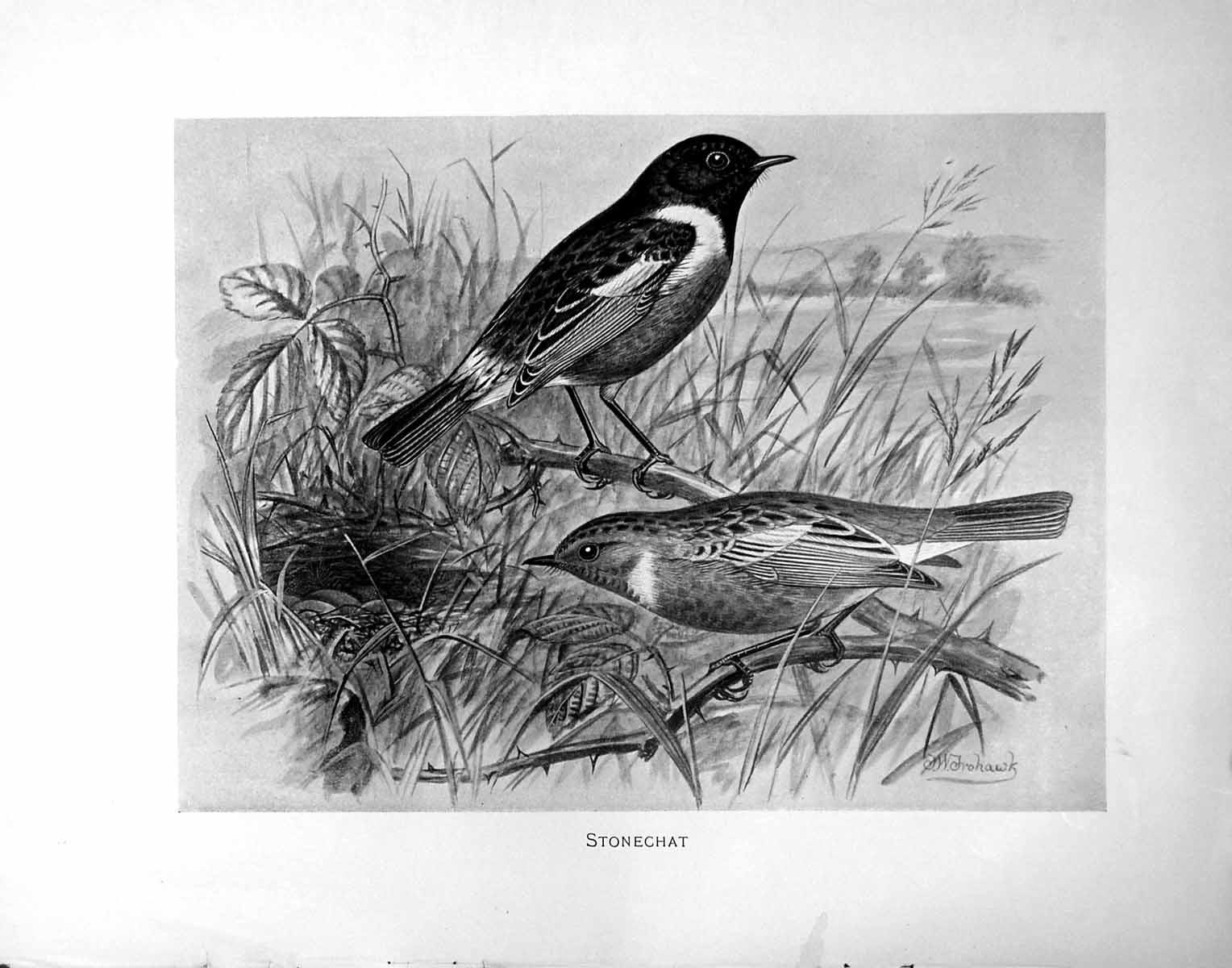 Original Old Antique Print Stonechat Illustrated F. W. Frohawk C1896-98 19th