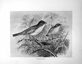 Original Old Antique Print Whitethroat Illustrated F. W. Frohawk C1896-98 19th