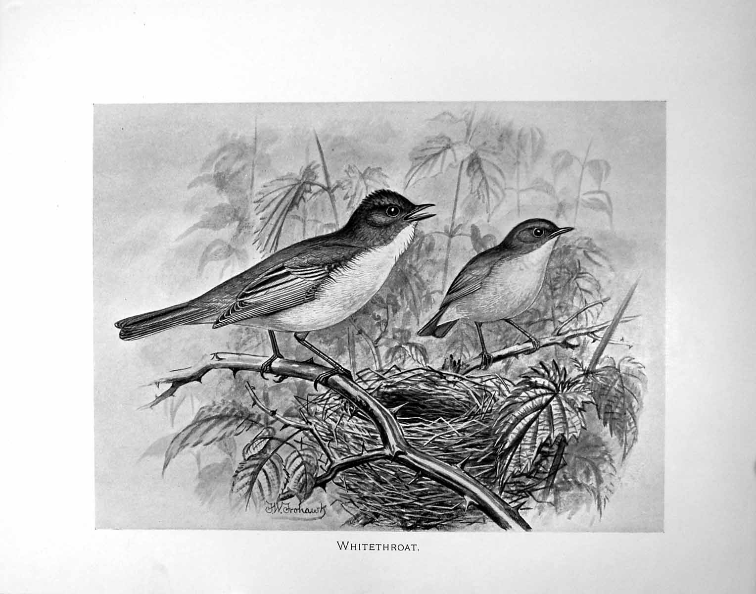 Original Old Antique Print Whitethroat Illustrated F. W. Frohawk C1896-98 19th