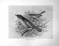 Original Old Antique Print Barred Warbler Illustrated F. W. Frohawk C1896-98