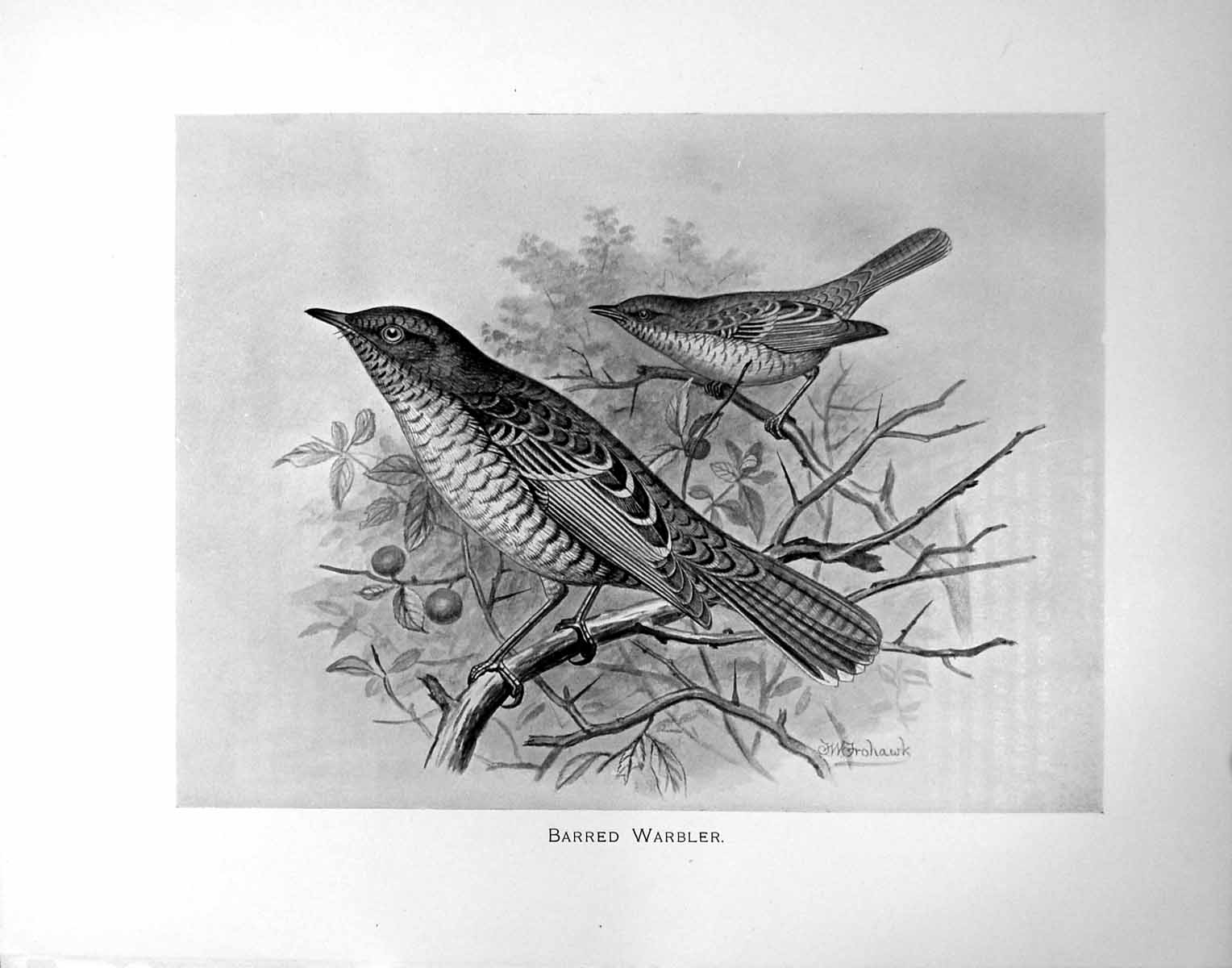Original Old Antique Print Barred Warbler Illustrated F. W. Frohawk C1896-98