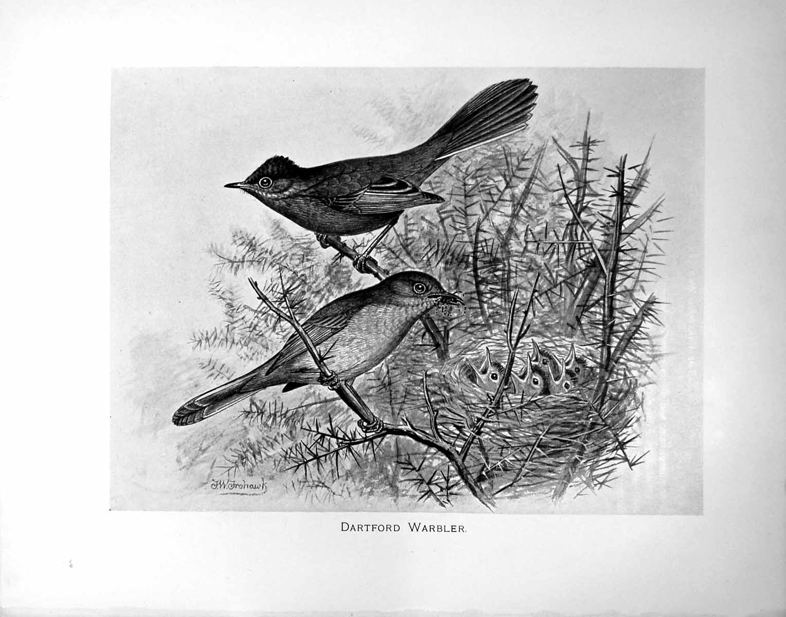Original Old Antique Print Dartford Warbler Illustrated F. W. Frohawk C1896-98