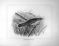 Old Antique Print Grasshopper-Warbler Illustrated F. W. Frohawk C1896-98 19th
