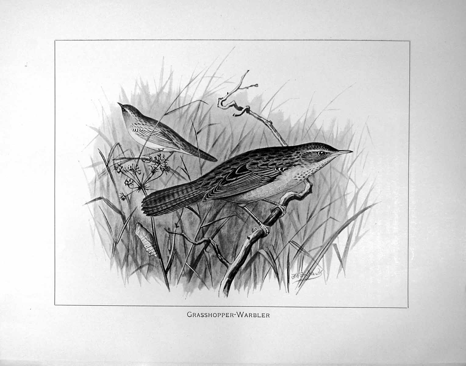 Old Antique Print Grasshopper-Warbler Illustrated F. W. Frohawk C1896-98 19th