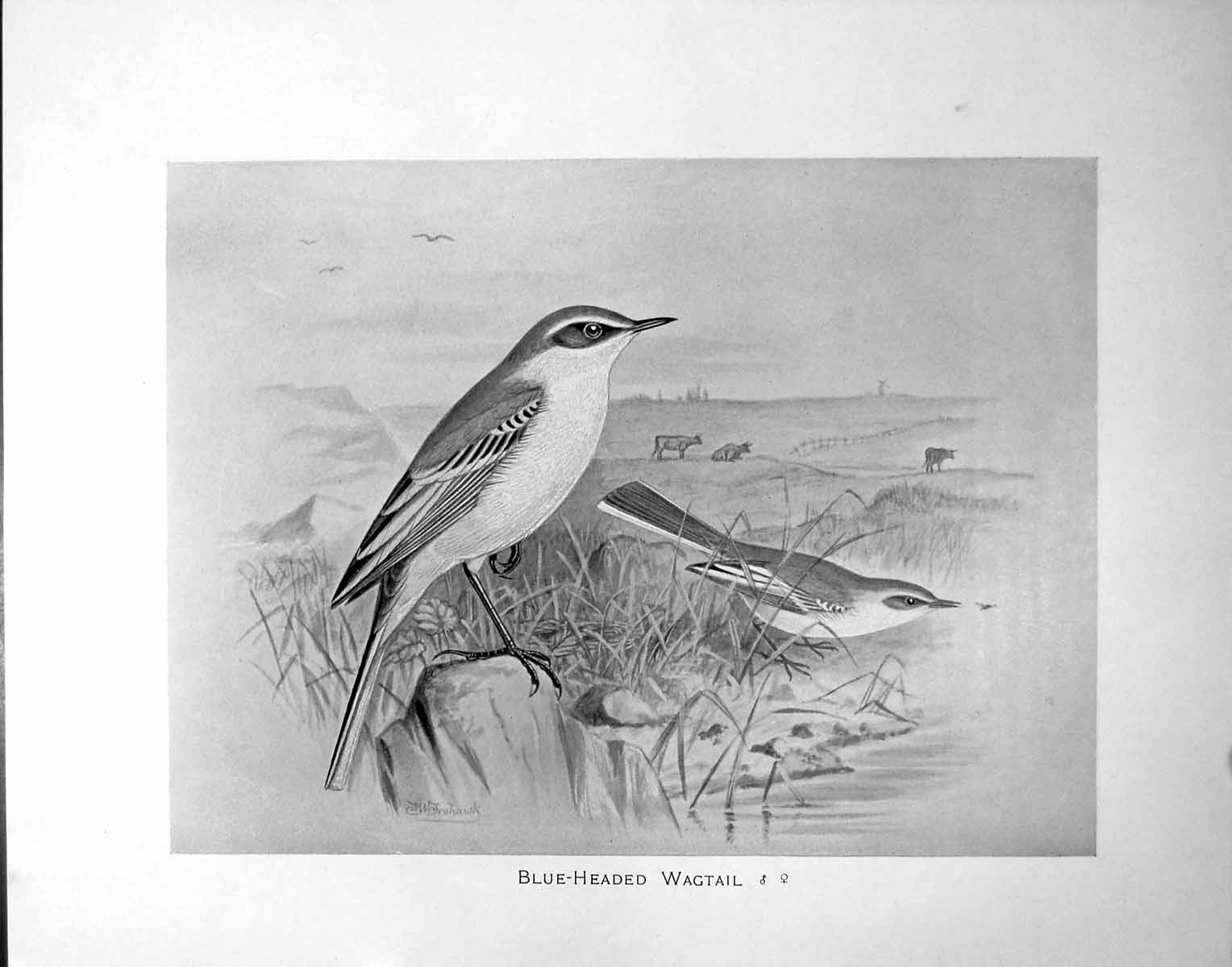 Old Blue-Headed Wagtail Male Female Illustrated F. W. Frohawk C1896-98 19th