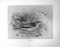 Original Old Antique Print Tree-Pipit Illustrated F. W. Frohawk C1896-98 19th