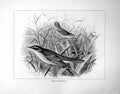 Original Old Antique Print Savi'S Warbler Illustrated F. W. Frohawk C1896-98