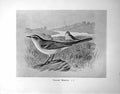 Antique Print Yellow Wagtail Male Female Illustrated F. W. Frohawk C1896-98