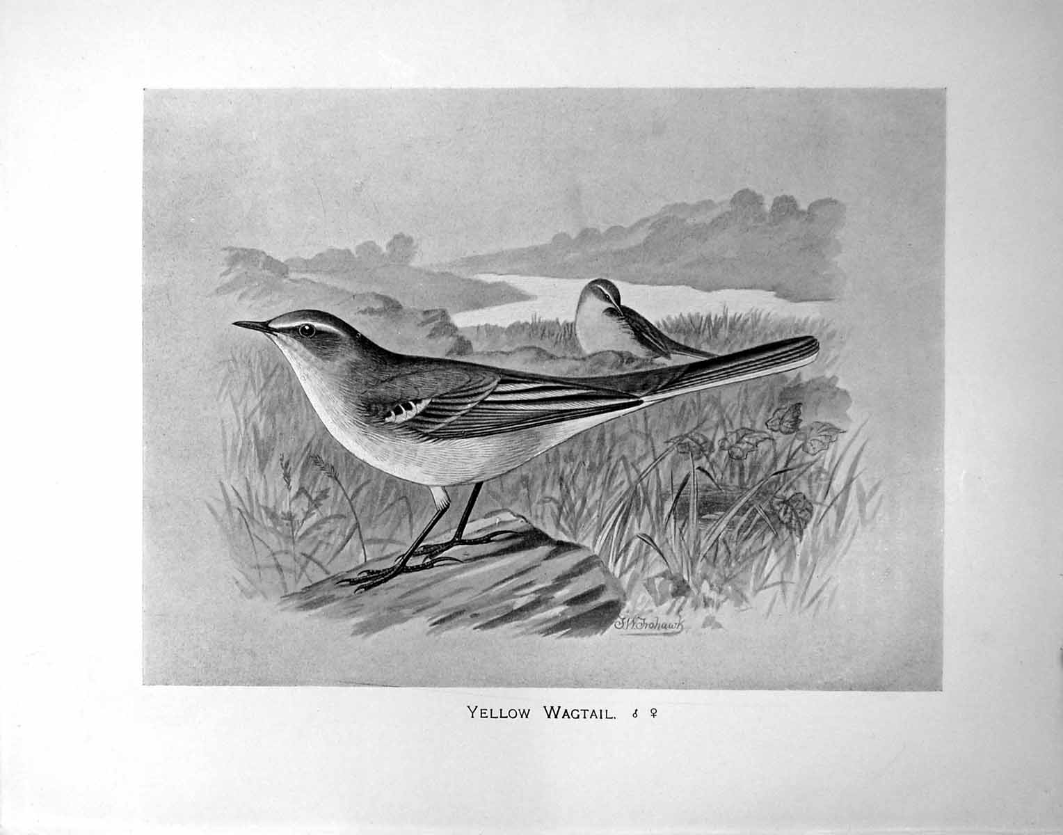 Antique Print Yellow Wagtail Male Female Illustrated F. W. Frohawk C1896-98