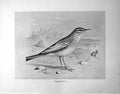 Original Old Antique Print Tawny-Pipit Illustrated F. W. Frohawk C1896-98 19th