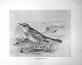 Original Old Antique Print Richard'S Pipit Illustrated F. W. Frohawk C1896-98