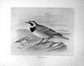 Original Old Antique Print Shore-Lark Illustrated F. W. Frohawk C1896-98 19th
