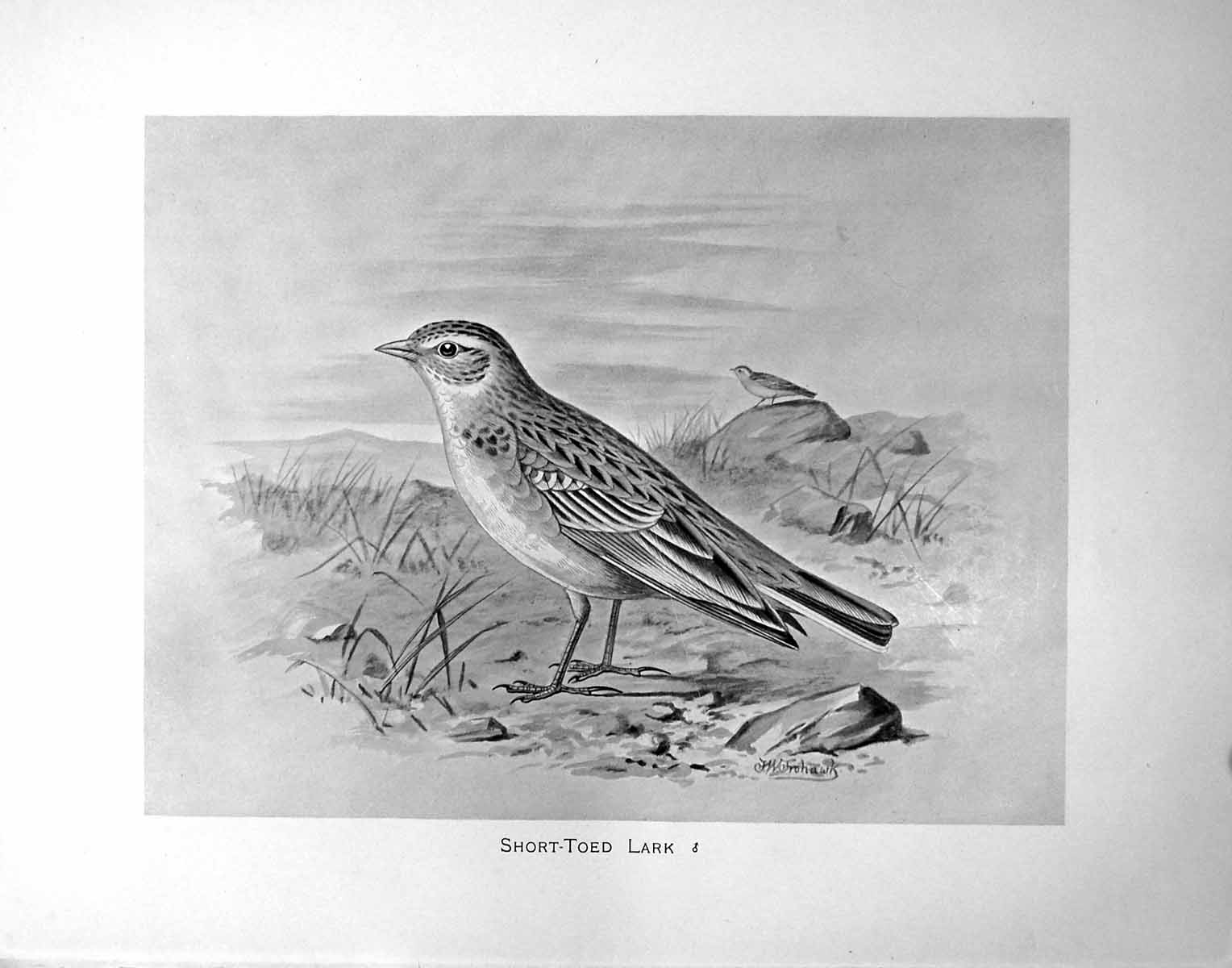 Original Old Antique Print Short-Toed Lark Illustrated F. W. Frohawk C1896-98